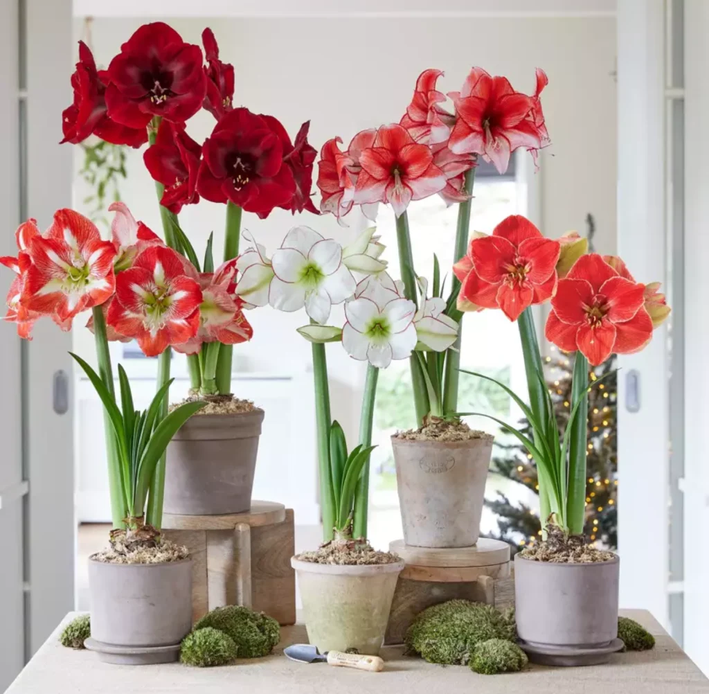 Premium Amaryllis Bulb
